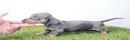 Teckel Miniatura perros en venta: Teckels Miniatura#Calidad, seriedad y seguimiento - Anuncio 15
