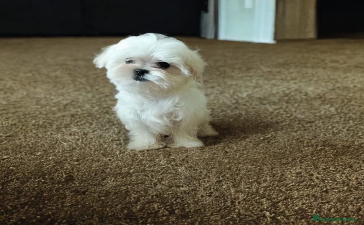 Bichón Maltés perros - Anuncio 3