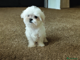 Bichón Maltés perros - Anuncio 5