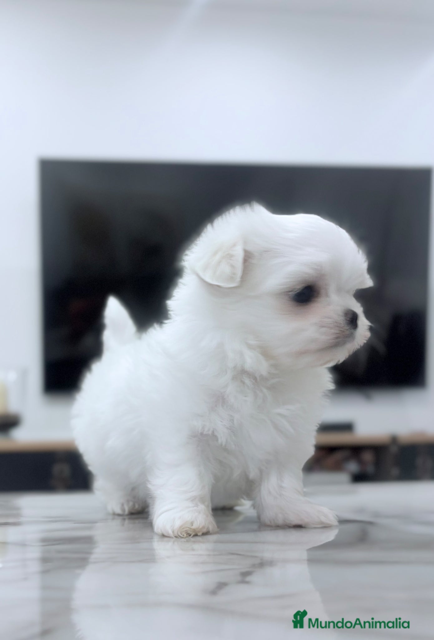 Bichón Maltés perros Bichon maltés toy coreano - Anuncio 1