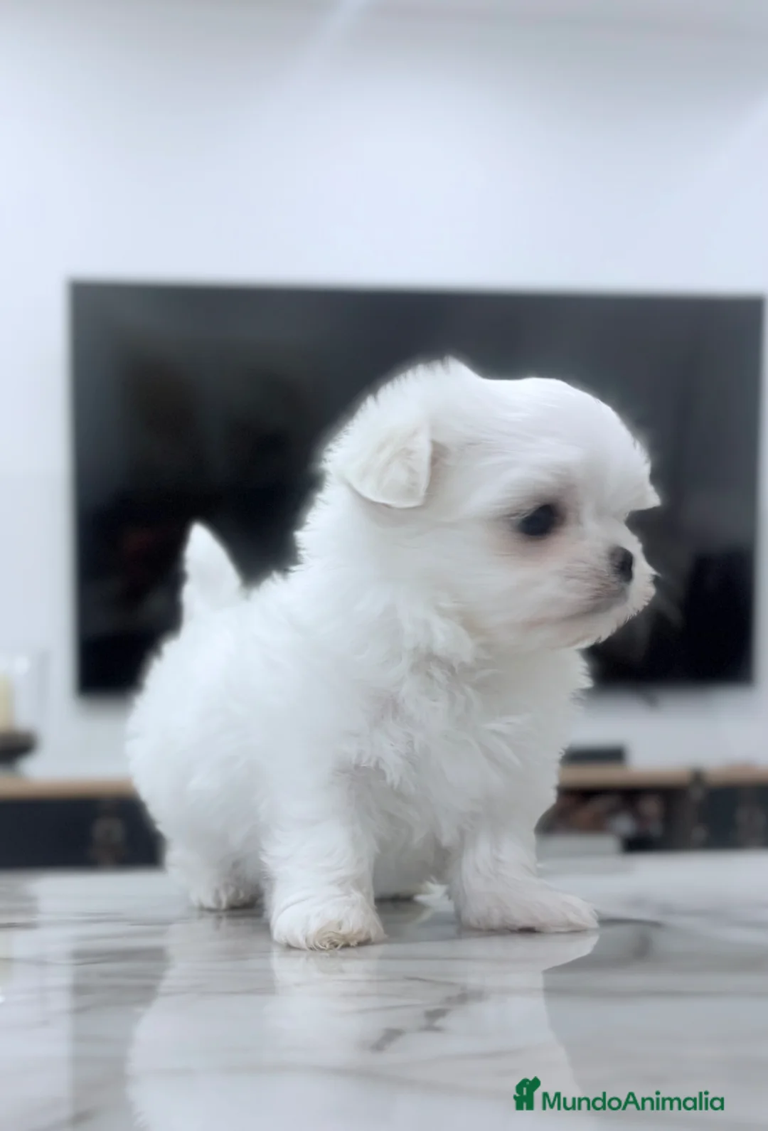 Bichón Maltés perros en venta: Bichon maltés toy coreano - Anuncio 1