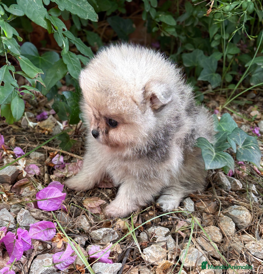 Pomerania perros en venta: Pomerania Merle and Tan - Anuncio 3