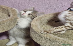 Kurilean Bobtail de Pelo Corto gatos en venta: Hembra Exótica y Hembra Kurilian - Imagen 7