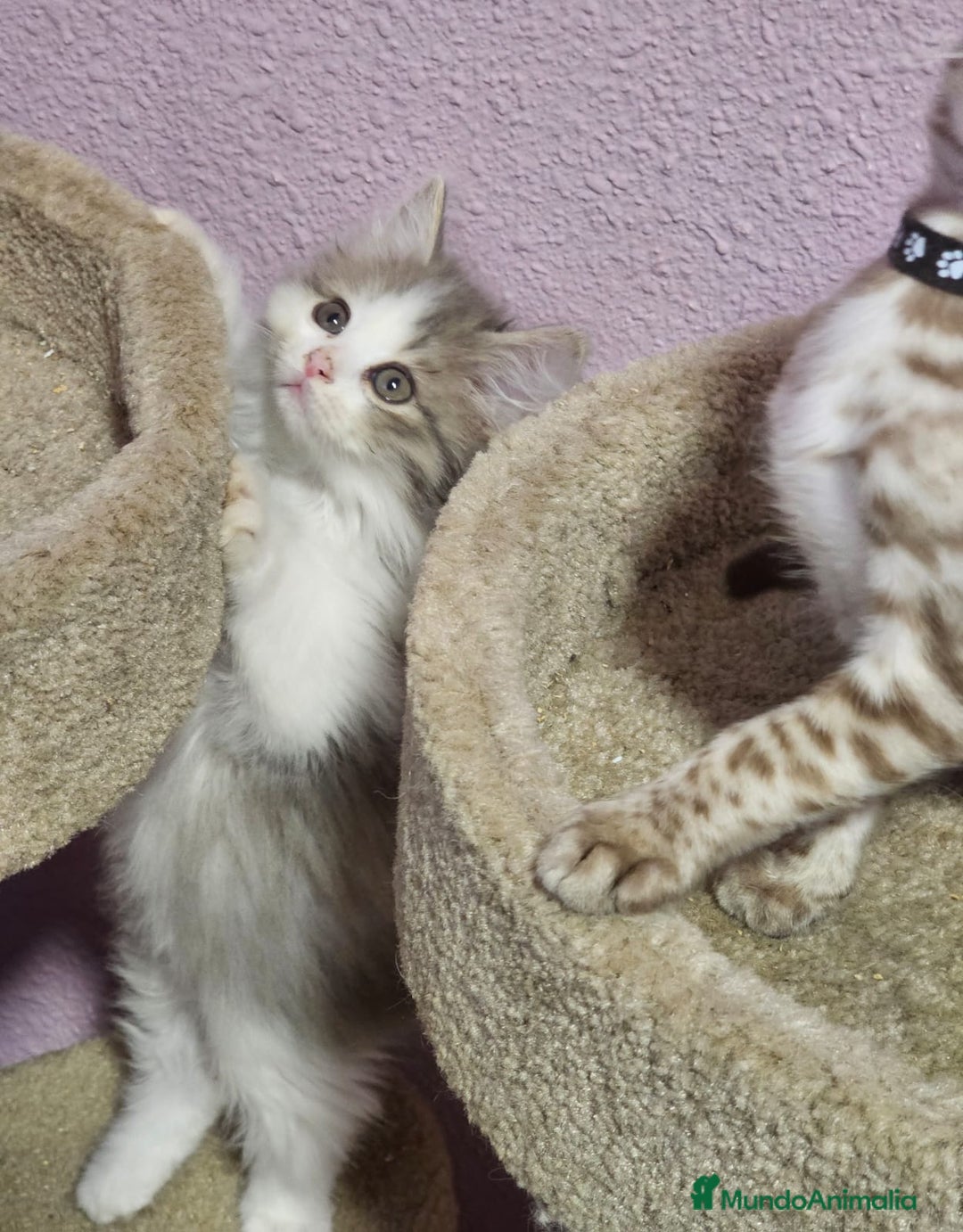 Kurilean Bobtail de Pelo Corto gatos en venta: Hembra Exótica y Hembra Kurilian - Imagen 7