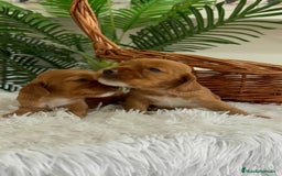 Cocker Spaniel Inglés perros en venta: COCKER SPANIEL INGLES - Imagen 2