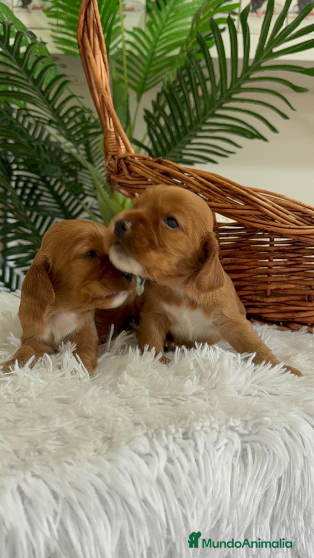 Cocker Spaniel Inglés perros en venta: COCKER SPANIEL INGLES - Imagen 2