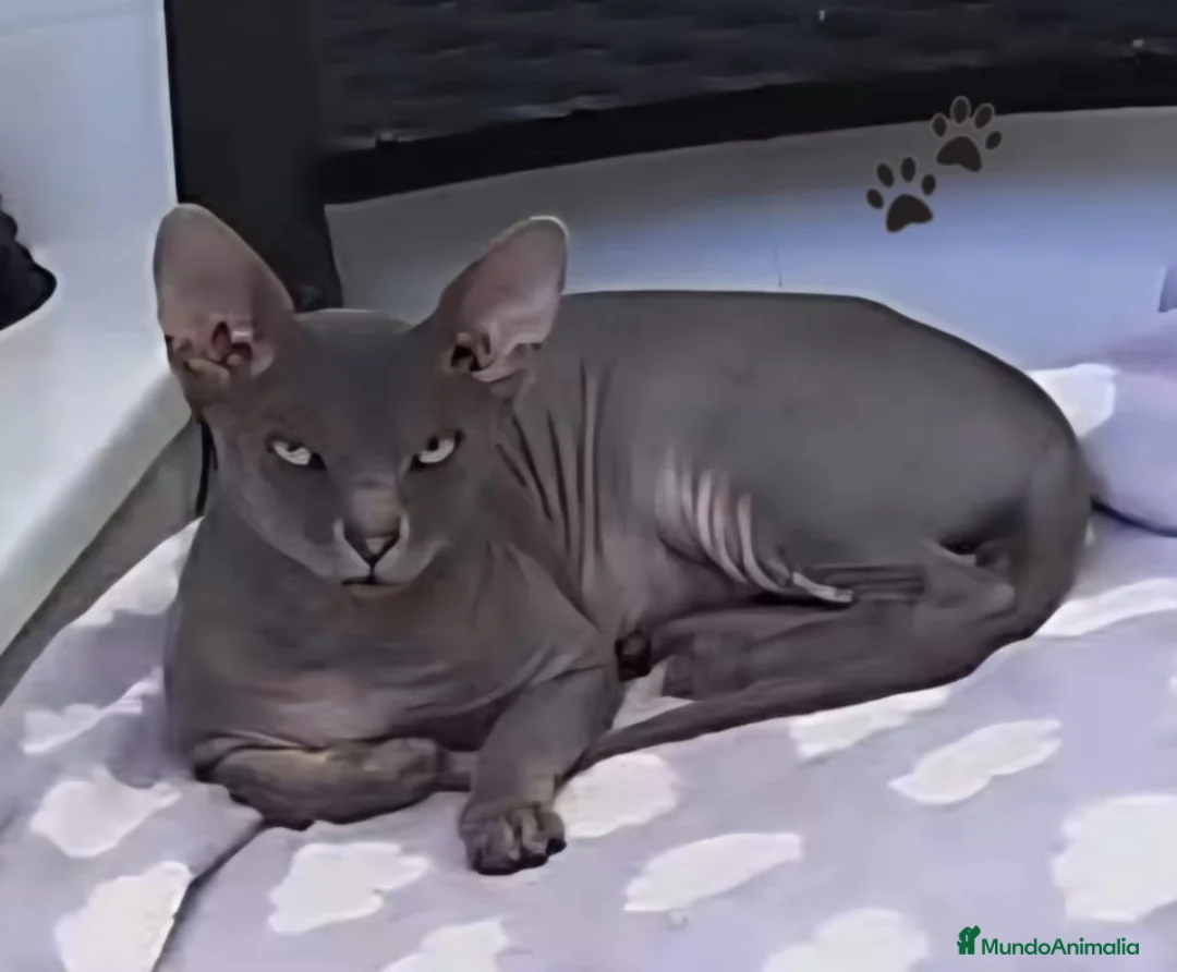 Sphynx gatos en venta: Gato sphinge  - Anuncio 1