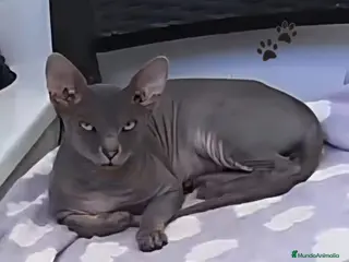 Sphynx gatos Gato sphinge - Anuncio 1