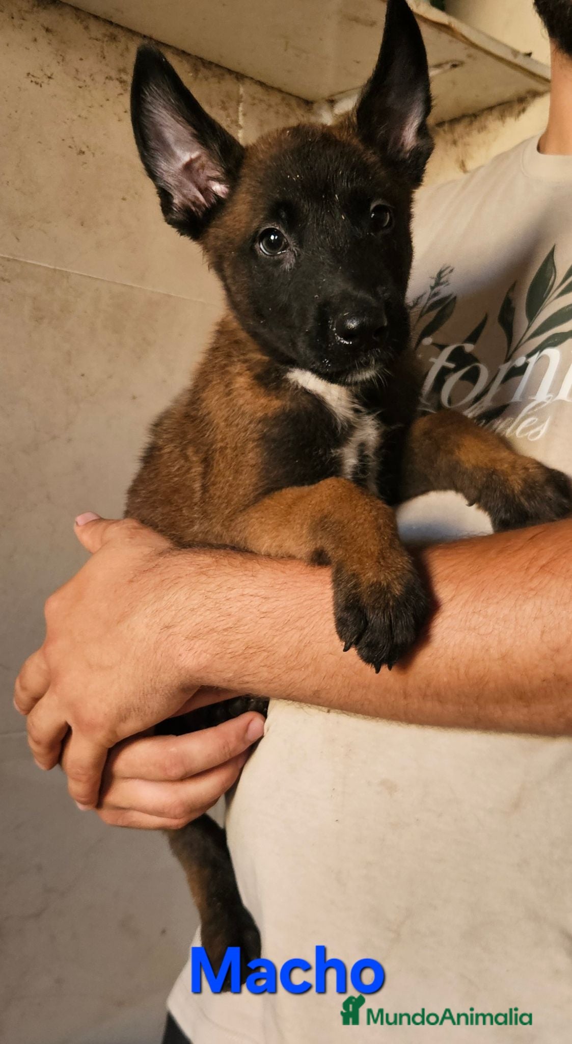Pastor Belga Malinois perros Cachorros malinois - Anuncio 5
