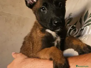 Pastor Belga Malinois perros Cachorros malinois - Anuncio 5