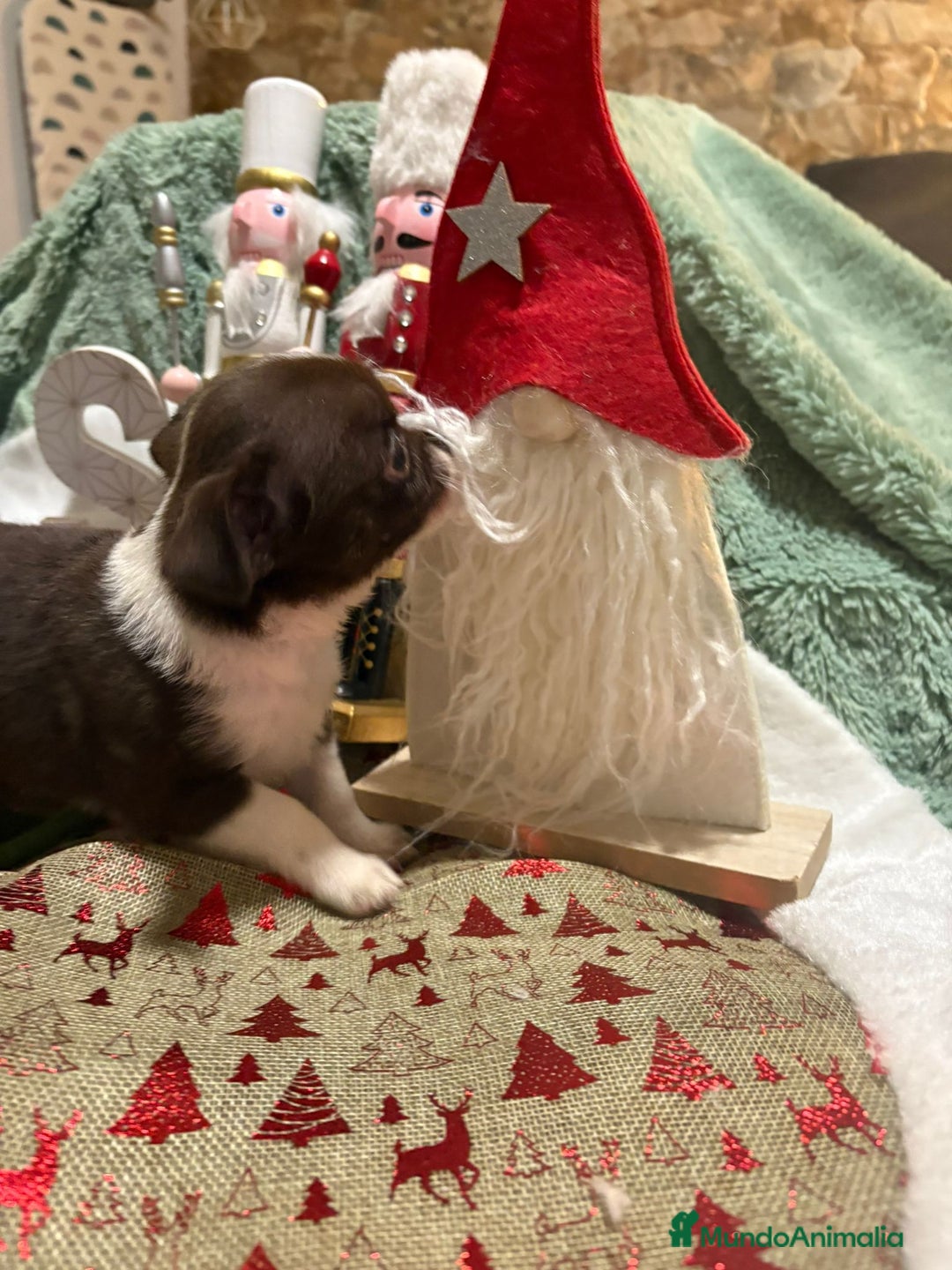 Chihuahua perros en venta: Chihuahua toy ruso - Anuncio 8