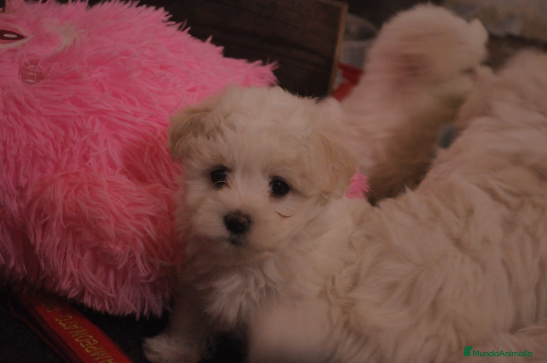 Bichón Maltés perros en venta: Preciosos cachorros maltés  - Anuncio 2