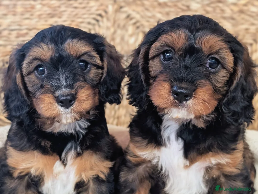 Cavapoo perros en venta: Excelente camada CAVAPOO - Anuncio 4