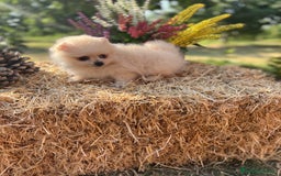 Pomerania perros en venta: Pomerania Macho disponible  - Imagen 1