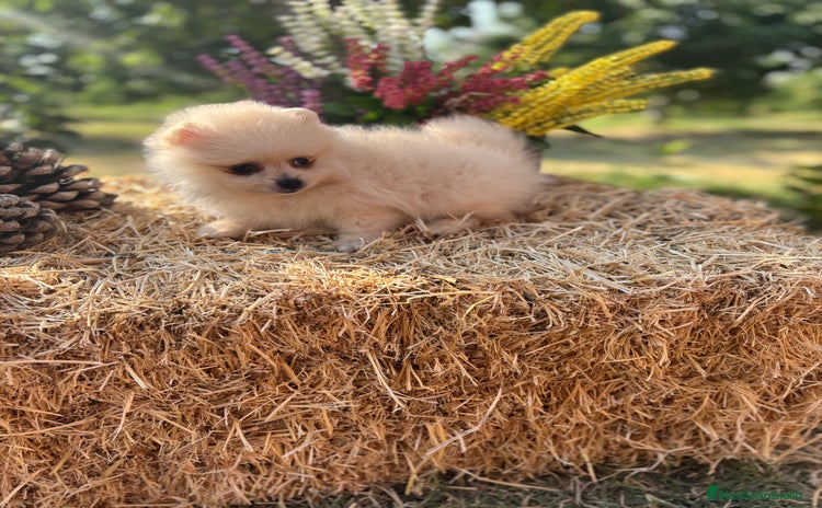 Pomerania perros - Anuncio 2