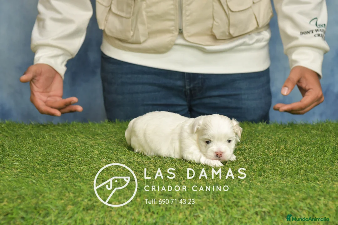 Bichón Maltés perros en venta: BICHÓN MALTÉS DISPONIBLE - Anuncio 5
