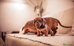 Teckel Miniatura perros en venta: TECKEL MINIATURA CACHORROS  - Imagen 3