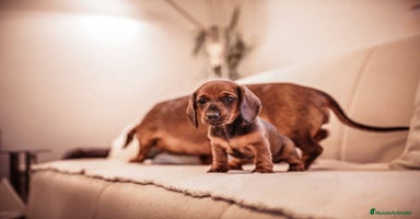 Teckel Miniatura perros - Anuncio 4