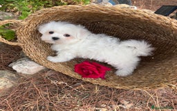 Bichón Maltés perros en venta: Bichon Maltés toy hembra y macho  - Imagen 8