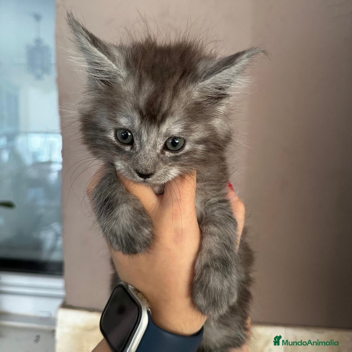 Maine Coon gatos Maine Coon - Anuncio 1