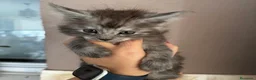 Maine Coon gatos en venta: Maine Coon - Anuncio 1