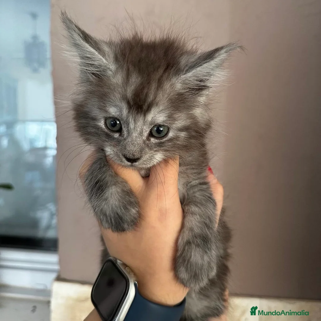 Maine Coon gatos en venta: Maine Coon - Anuncio 1