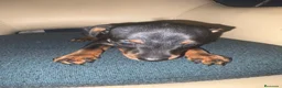 Pinscher Miniatura perros en venta: Pinscher miniatura  - Anuncio 3