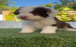 Perro de Agua Español perros en venta: PERRO DE AGUA macho - Imagen 12