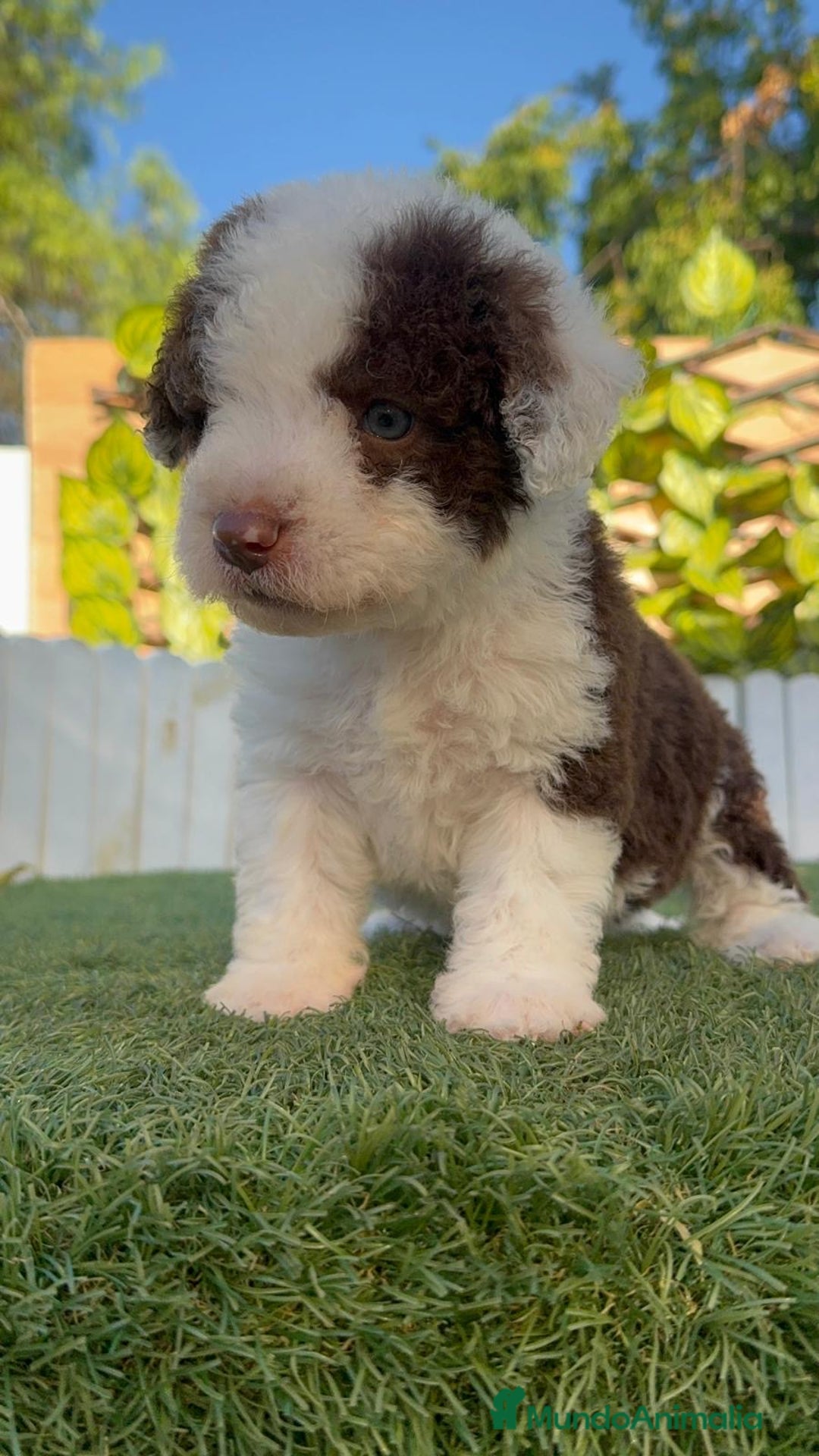 Perro de Agua Español perros en venta: PERRO DE AGUA macho - Imagen 12