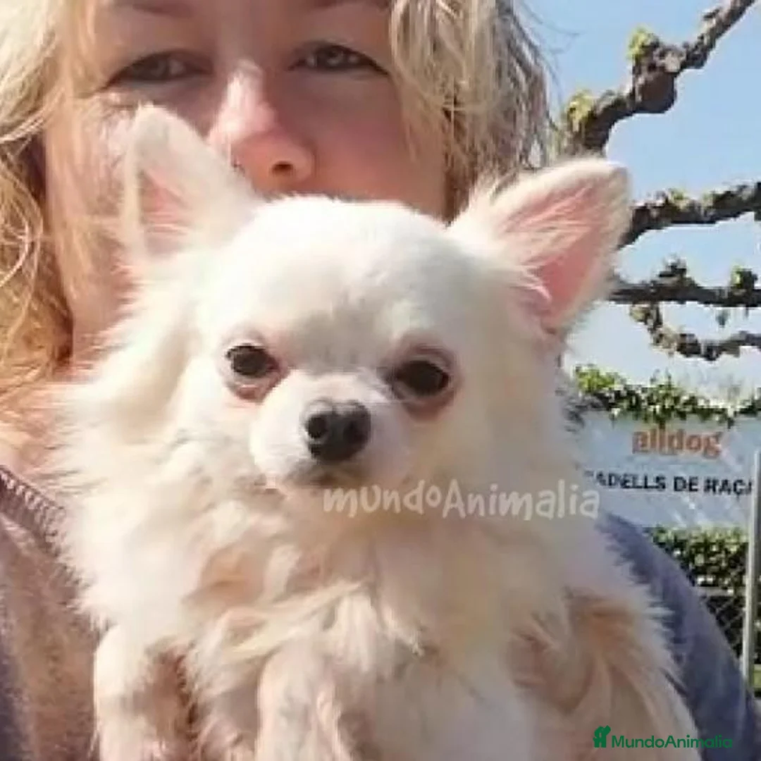 Imagen de galería {{count}}