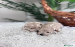 Maltipoo perros en venta: MALTIPOO HEMBRAS - Imagen 18