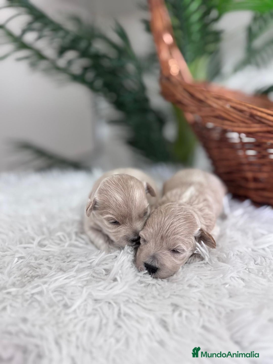 Maltipoo perros en venta: MALTIPOO HEMBRAS - Imagen 18