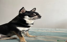 Chihuahua perros en venta: Chihuahuas de compañia - Imagen 7