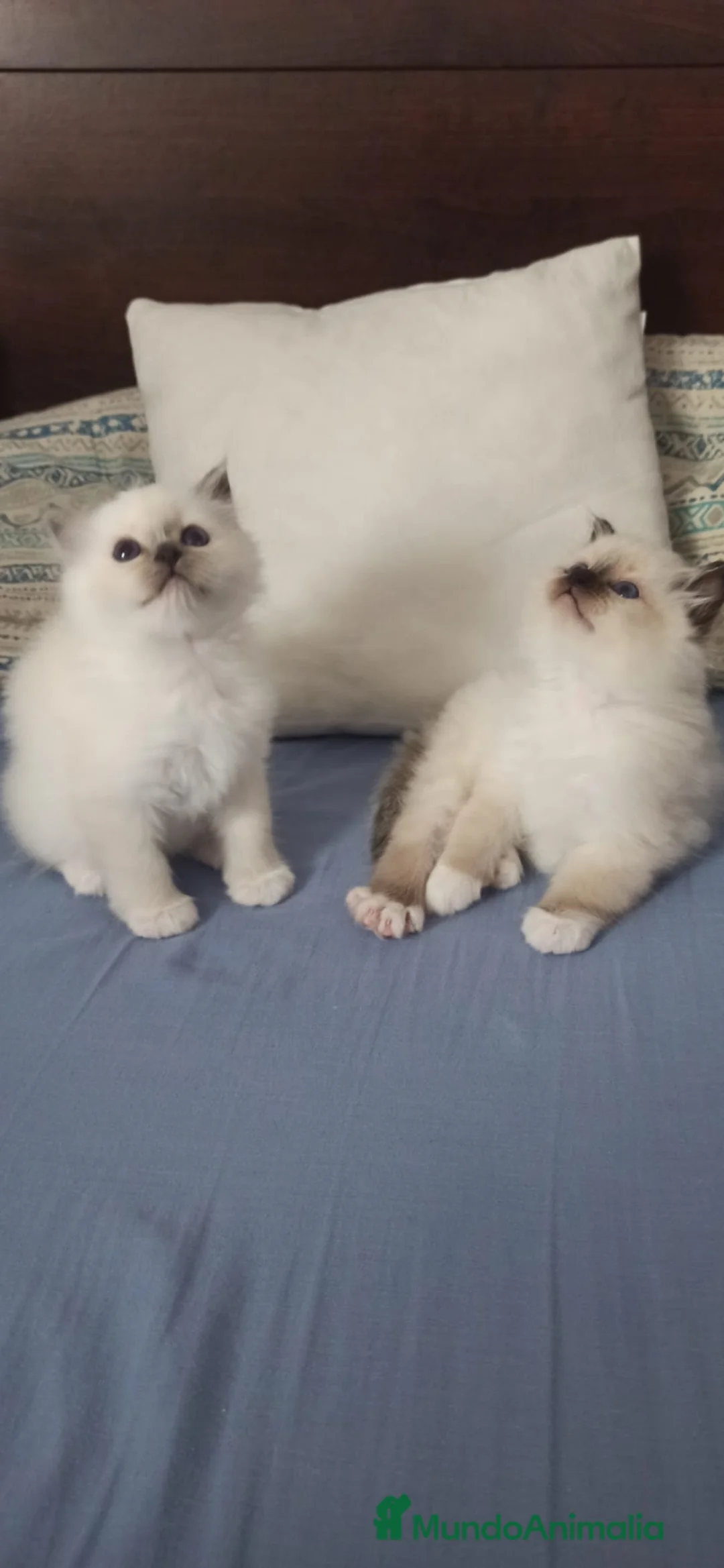 Sagrado de Birmania gatos en venta: Camada Sagrado de Birmania en Madrid - Anuncio 7