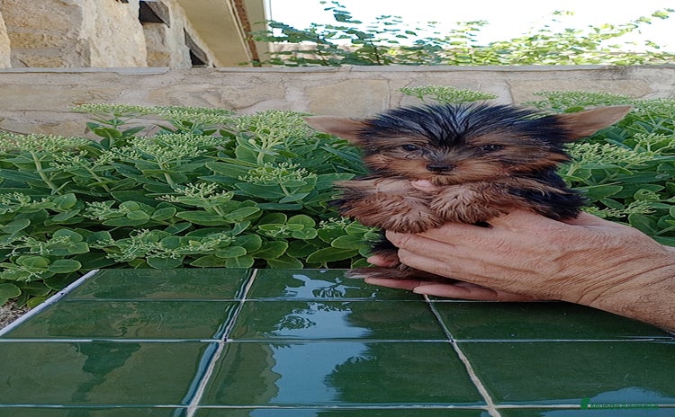 Yorkshire Terrier perros - Anuncio 1