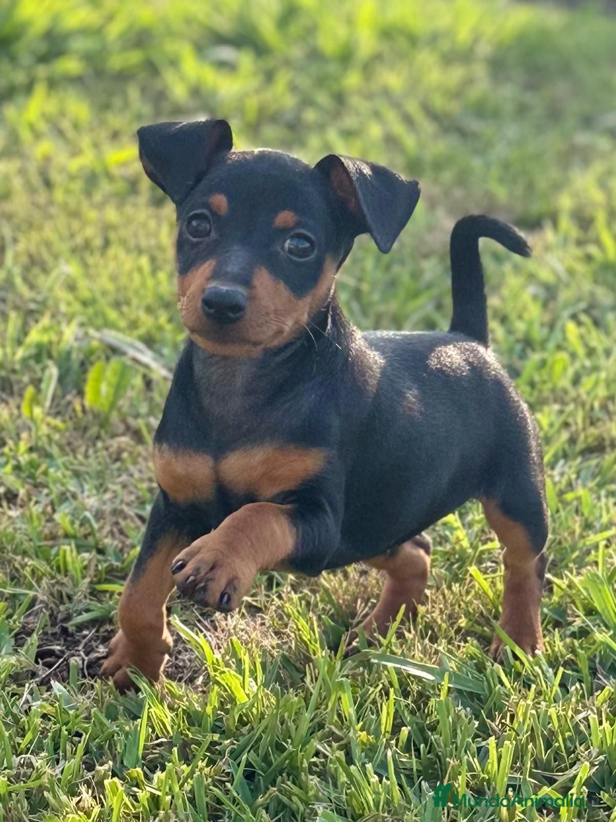 Pinscher Miniatura perros Pincher Miniatura  - Anuncio 1