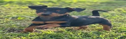 Pinscher Miniatura perros en venta: Pincher Miniatura  - Anuncio 1