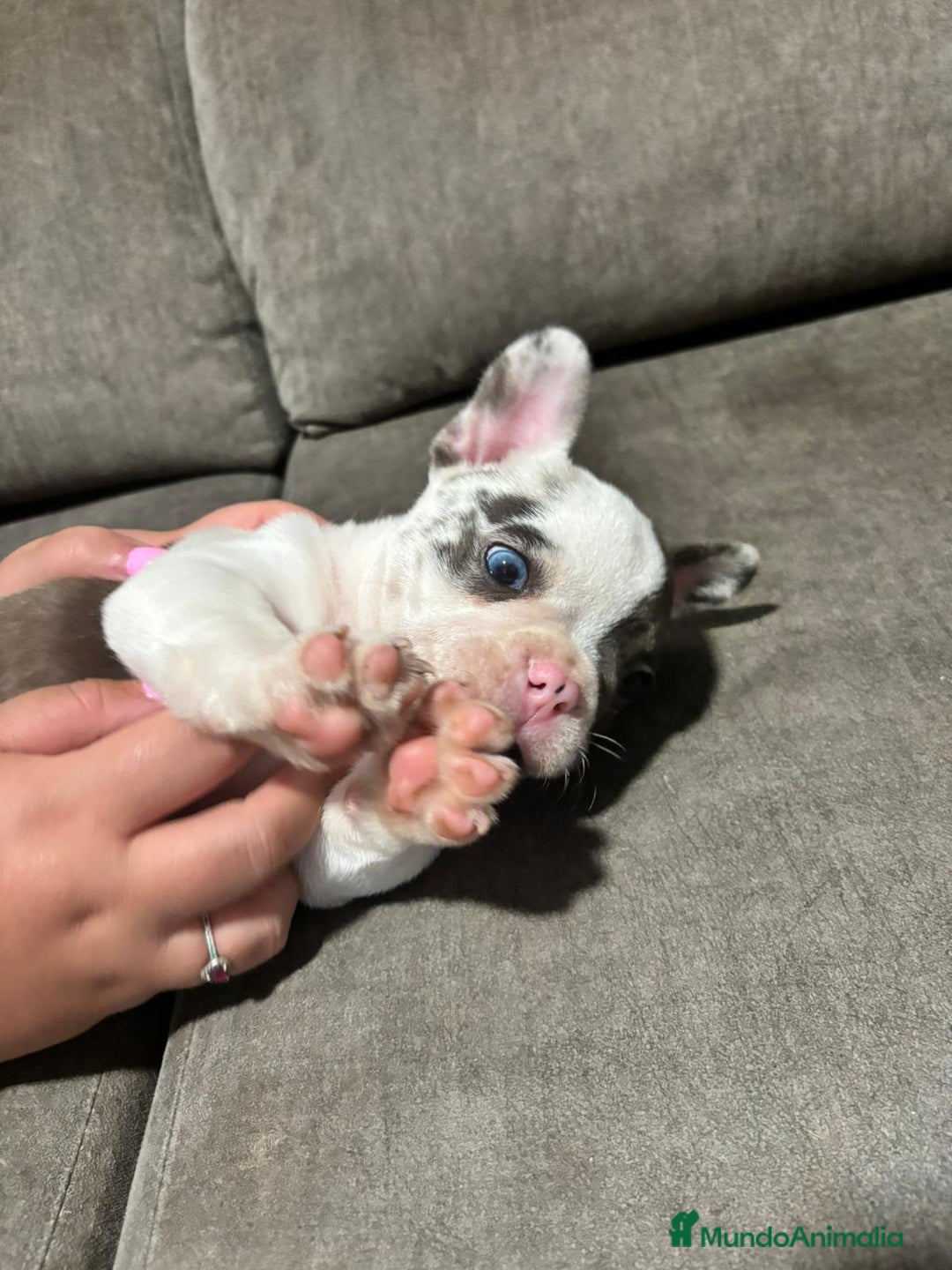 Bulldog Francés perros en venta: Bulldog Francés Macho - Imagen 3
