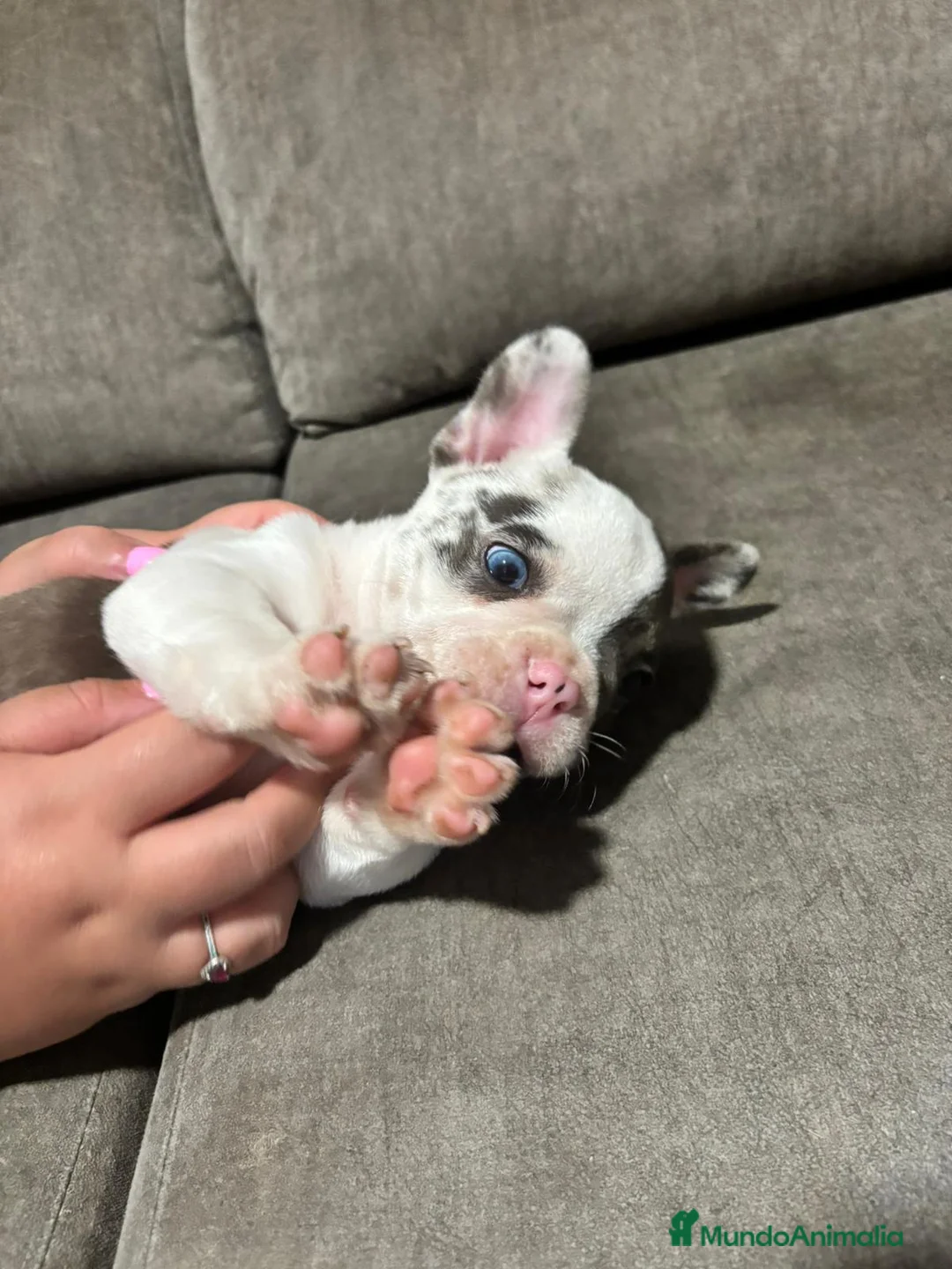 Bulldog Francés perros en venta: Bulldog Francés Macho - Anuncio 3