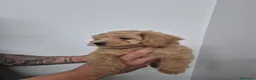 Maltipoo perros en venta: Maltipoo  - Anuncio 1