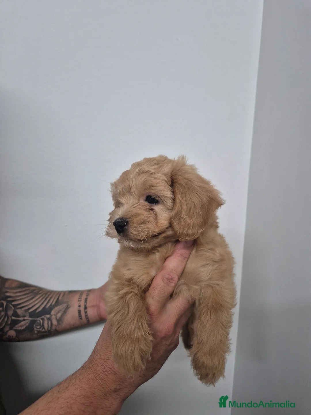 Maltipoo perros en venta: Maltipoo  - Anuncio 1