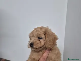 Maltipoo perros en venta: Maltipoo - Anuncio 2