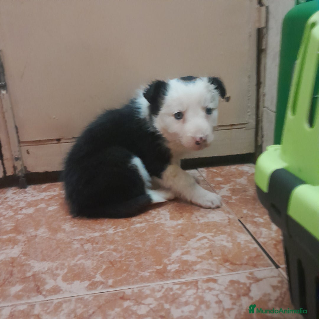 Border Collie perros en venta: BORDER COLLIE - Anuncio 3