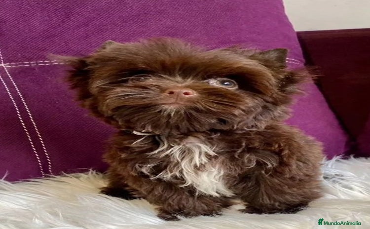 Yorkshire Terrier perros - Anuncio 5