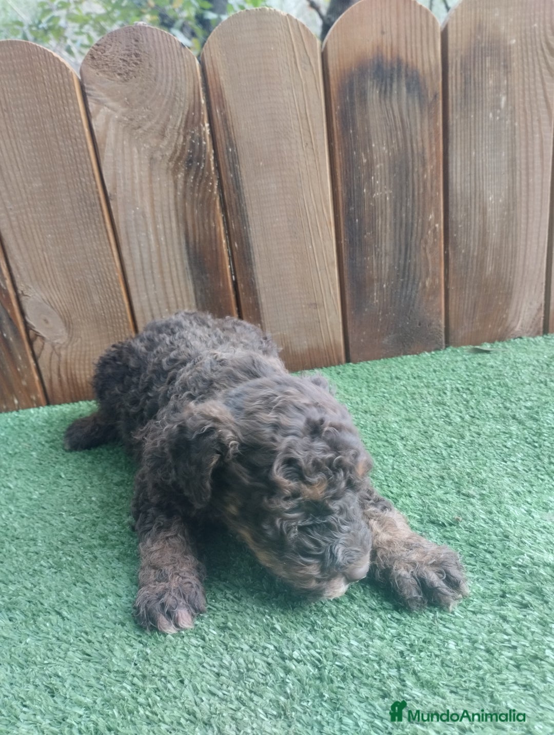 Perro de Agua Español perros en venta: Perro de agua  - Anuncio 7