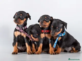 Pinscher Miniatura perros MINI PINCHER NEGRO FUEGO CACHORROS - Anuncio 1