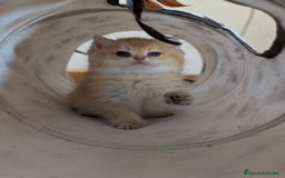 Británico de Pelo Corto gatos en venta: Gatitos British golden de pelo corto - Imagen 8