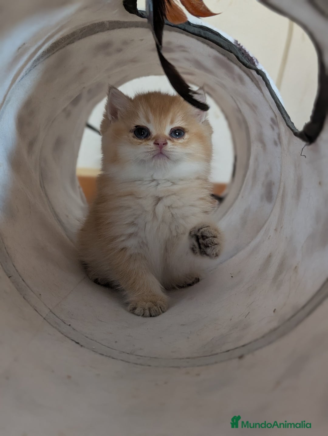 Británico de Pelo Corto gatos en venta: Gatitos British golden de pelo corto - Imagen 8