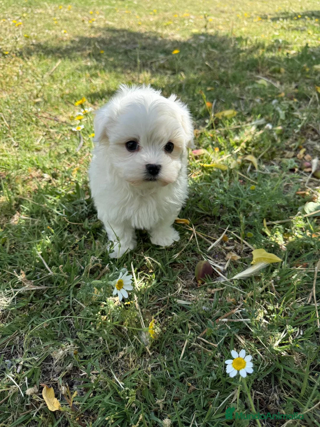 Bichón Maltés perros en venta: Bichon Maltés líneas coreana/americana  - Anuncio 7