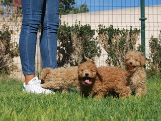 Caniche Toy perros en Madrid - Anuncio 38
